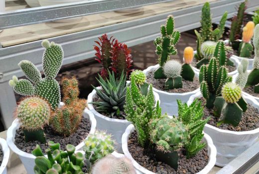 3 Jenis Kaktus Mini Yang Cocok Untuk Dekorasi Ruangan, Cantik! - GenPI.co