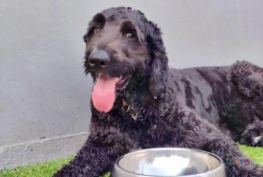 Makanan Olahan Sendiri Lebih Sehat untuk Anjing - GenPI.co
