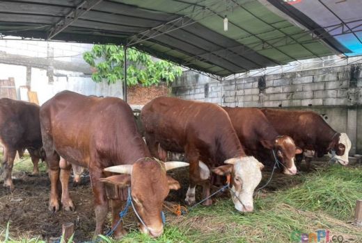 Ridwan Kamil: Penyakit Cacar Sapi di Jabar Sudah Diantisipasi - GenPI.co