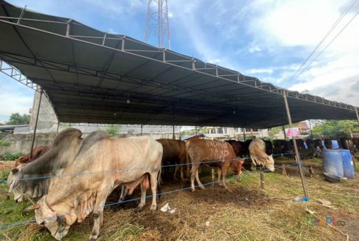 Sebulan Jelang Iduladha, Penjual Sapi Mulai Banjir Pesanan - GenPI.co