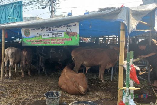 Wabah PMK Tak Pengaruhi Penjualan Hewan Kurban di Jakarta - GenPI.co