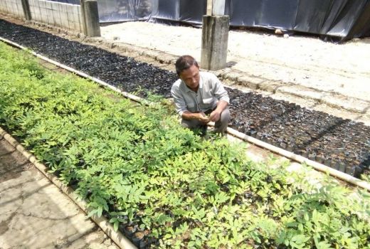 Tanaman Energi Indigofera di Tasikmalaya, Jadi Peluang Mendulang Pendapatan Ekonomi - GenPI.co