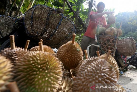 Bisa Ubah Suasana Hati, Makan Durian Beri 3 Manfaat Ini - GenPI.co BALI