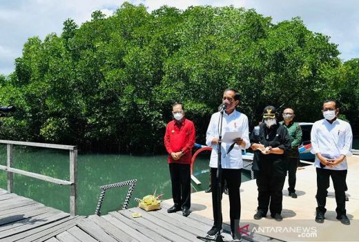 Puji Hutan Mangrove, Jokowi Minta Daerah Lain Contoh Bali - GenPI.co BALI