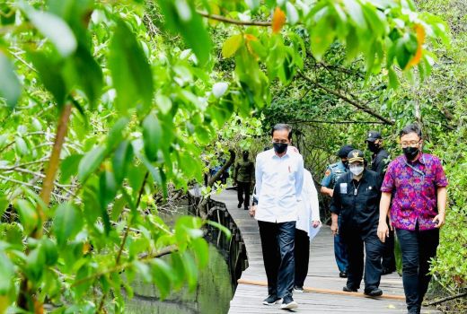 Hutan Mangrove Bali Jadi Tujuan Wisata G-20 Imbas Jokowi - GenPI.co BALI