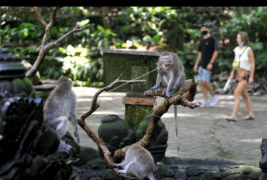 Keanehan Kera Monkey Forest Bali Bikin Media Asing Tercengang - GenPI.co BALI