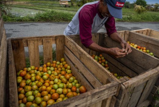 Harus Tahu! Lima Manfaat Tomat untuk Kesehatan - GenPI.co BALI