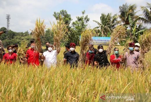 Pemkab Badung Optimalkan Sektor Pertanian Hulu ke Hilir - GenPI.co BALI