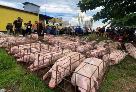 Jelang Hari Raya Galungan Bali, Distan Denpasar Cek Daging Babi - GenPI.co BALI