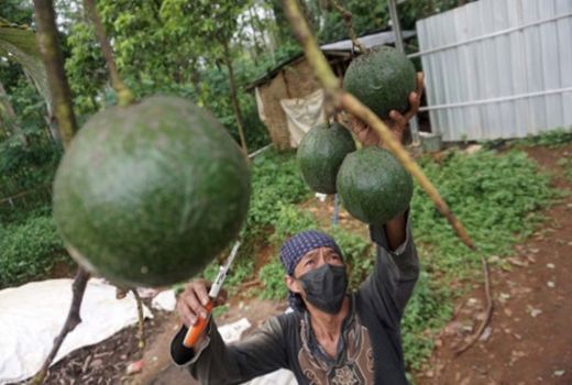 5 Khasiat Mengonsumsi Alpukat untuk Kesehatan - GenPI.co BALI