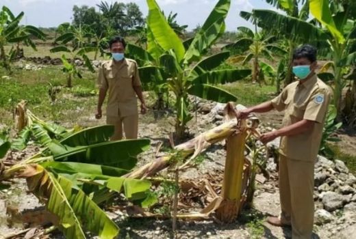 Efek Salam dari Binjai, Bocah Kuta Bali Hancurkan 10 Pohon Pisang - GenPI.co BALI