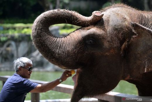Pandemi Covid-19, Bali Zoo Terapkan Kebijakan Baru Libur Nataru - GenPI.co BALI