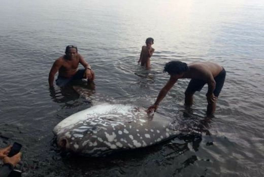 Pantai Buleleng Bali Gempar Gara-gara Ikan Langka Besar Ini - GenPI.co BALI