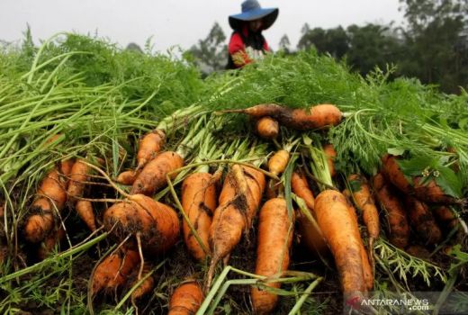 Bukan Cuma Kesehatan Mata, Ini 3 Manfaat Wortel Bagi Manusia - GenPI.co BALI