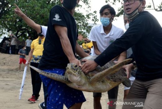 Heroik! Aksi Wakasal Selamatkan Satwa Langka 33 Penyu Hijau Bali - GenPI.co BALI