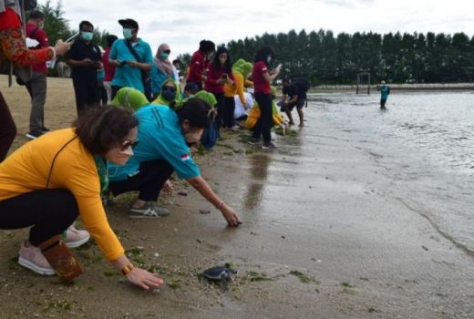 BKSDA Bali Usul Perda Larang Aktivitas di Tempat Penyu Bertelur - GenPI.co BALI