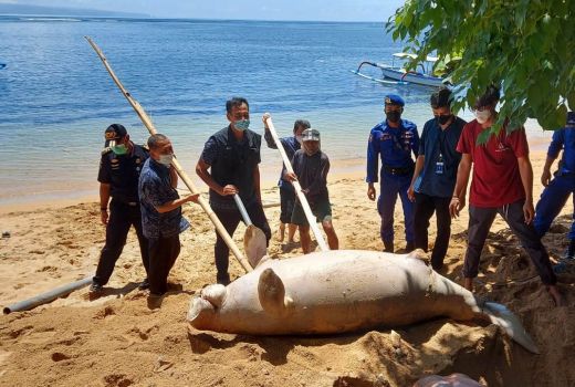 Dugong Ditemukan Membusuk di Sanur, Satwa Dilindungi Ini Terancam - GenPI.co BALI
