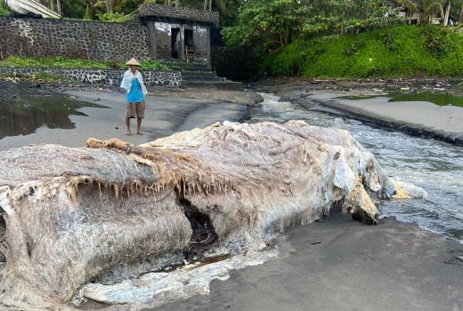 Paus Sepanjang 10 Meter Terdampar di Tabanan, Lihat Kondisinya - GenPI.co BALI