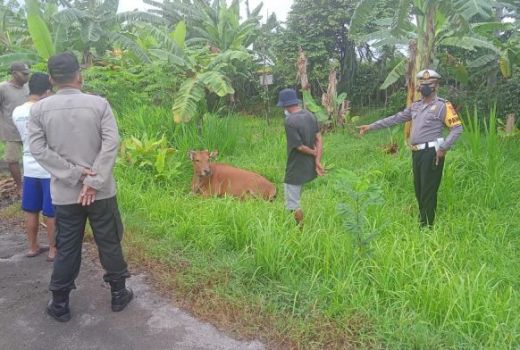 Iduladha: Polisi Bali Periksa Penjual Hewan Kurban, Alasannya? - GenPI.co BALI