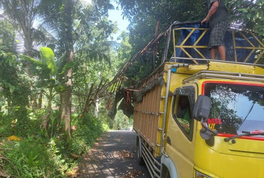 Truk Isi 7 Ton Telur Terguling di Tabanan, Ini Penyebabnya - GenPI.co BALI