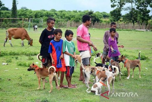 Rabies Makan Korban, Anak Balita Negara Jembrana Bali Meninggal - GenPI.co BALI
