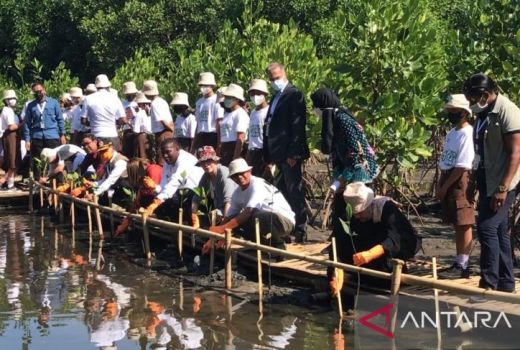 Cegah Abrasi Pantai, Menko PMK Pantau Tanam Pohon Bakau di Bali - GenPI.co BALI