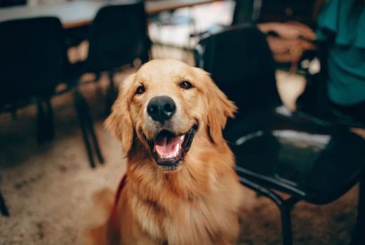 Berkat Anjing, Ibu-ibu Pencuri LPG di Tabanan Bali Diciduk Polisi - GenPI.co BALI
