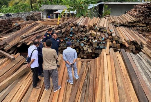 Jelang G20, Proyek Mangrove Tahura Bali Pakai Kayu Sitaan - GenPI.co BALI