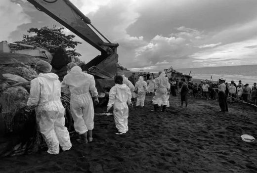 FKH Unair Ungkap Penyebab Paus Sperma Terdampar di Pantai Yeh Malet, Bali - GenPI.co BALI