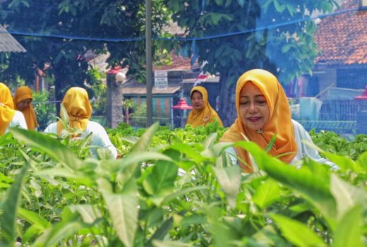 Teh Herbal Jadi Produk Unggulan Poktan Bensor Semarang - GenPI.co BALI
