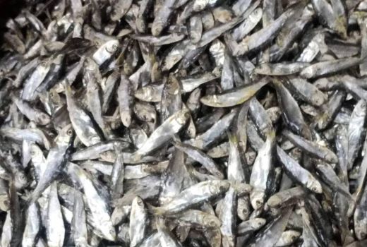 Waduh, Ini Risiko Terlalu Banyak Makan Ikan Asin - GenPI.co BANTEN