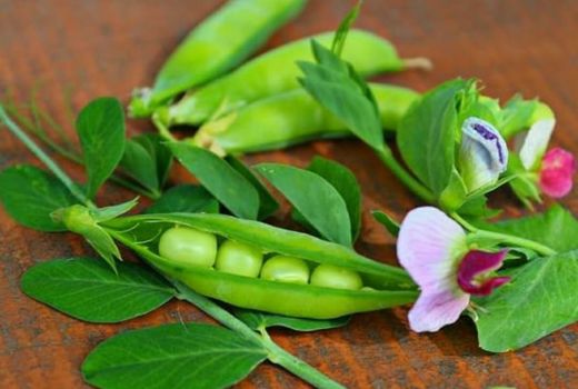 Wajib Coba! 4 Manfaat Luar Biasa Kacang Polong - GenPI.co BANTEN