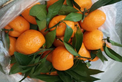 Tak Banyak yang Tahu, Khasiat Luar Biasa dari Jeruk Mandarin - GenPI.co BANTEN