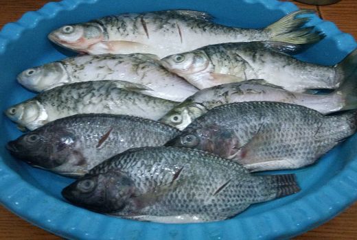 5 Manfaat Luar Biasa Konsumsi Ikan Bagi Kesehatan - GenPI.co BANTEN