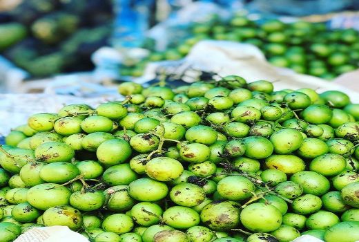 Wajib Coba! 9 Manfaat Buah Gandaria - GenPI.co BANTEN