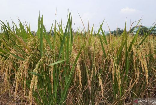 Perhatian Dispertan Kabupaten Tangerang Pada Petani Luar Biasa - GenPI.co BANTEN