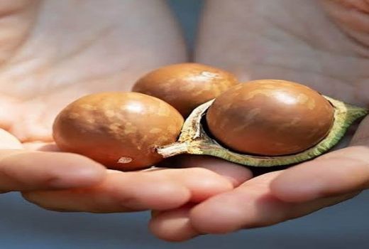 5 Manfaat Kacang Macadamia Bagi Kesehatan Tubuh, Ternyata - GenPI.co BANTEN