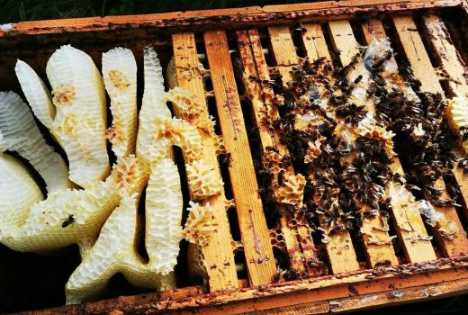 Khasiat Sarang Madu Luar Biasa, Banyak Penyakit Serius Dilibas - GenPI.co BANTEN