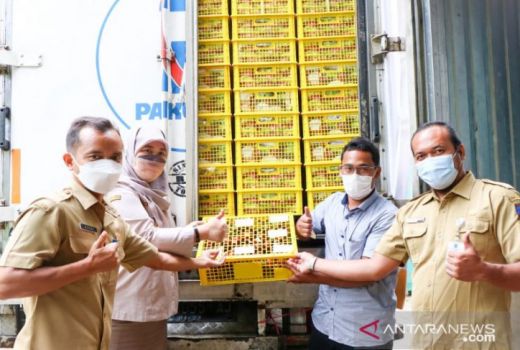 Wah, Karantina Pertanian Lepas Ekspor Manggis Perdana ke Tiongkok - GenPI.co BANTEN