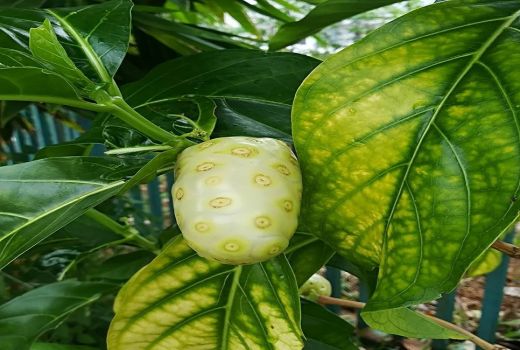 Tidak Banyak yang Tahu, Ini 5 Khasiat Dahsyat Mengkudu - GenPI.co BANTEN