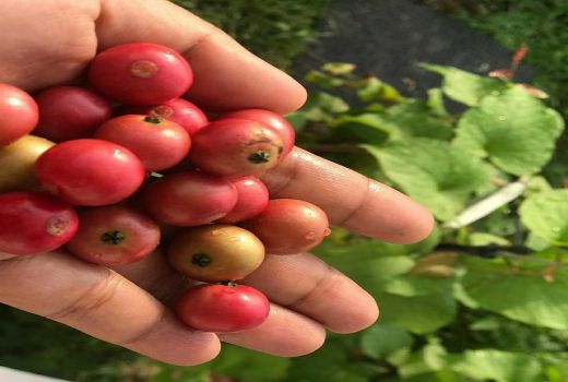 Siapa Sangka Buah Kersen Punya Segudang Manfaat Kesehatan, Simak - GenPI.co BANTEN