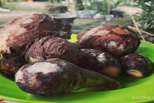 Talas Memang Jarang Dilirik, Tapi Ternyata Manfaatnya Boleh Juga - GenPI.co BANTEN