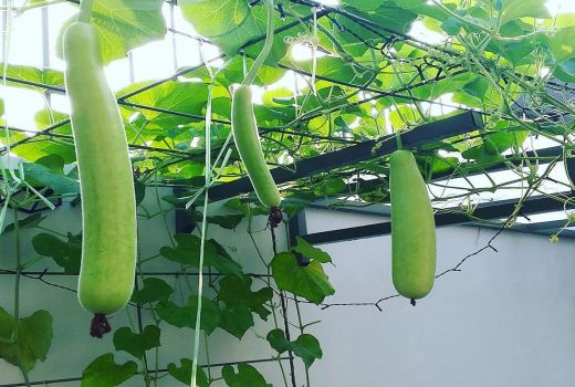 Di balik Rasa Tawar, Berikut 5 Khasiat Buah Labu Air - GenPI.co BANTEN