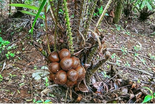 8 Manfaat Kesehatan Mengonsumsi Buah Salak, Wajib Coba - GenPI.co BANTEN