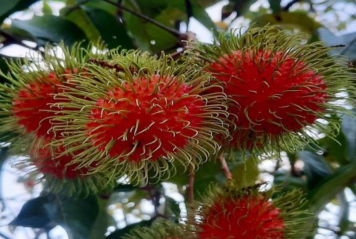 Segudang Manfaat Buah Rambutan untuk Kesehatan Tubuh, Simak Ini - GenPI.co BANTEN