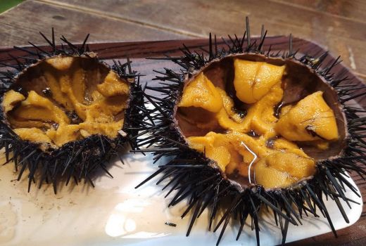 5 Manfaat Bulu Babi untuk Kesehatan, Simak Nomor 4 - GenPI.co BANTEN