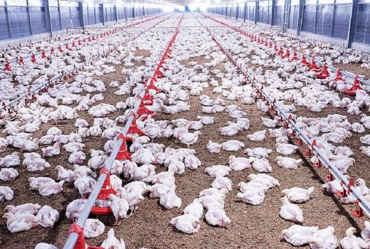 Benarkah Daging Ayam Broiler Tidak Lebih Sehat dari Ayam Kampung? - GenPI.co BANTEN