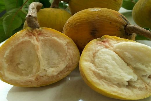 Segala Masalah Tulang Bisa Diatasi Buah Langka Ini, Wajib Coba! - GenPI.co BANTEN