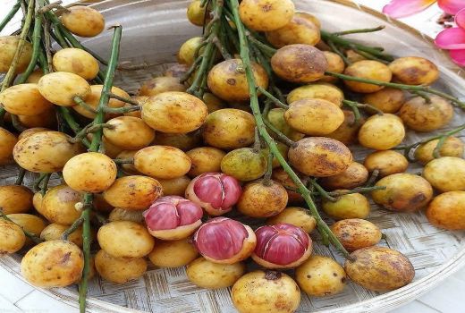 Buah Menteng, Tanaman Langka Ini Diburu Karena Khasiatnya - GenPI.co BANTEN
