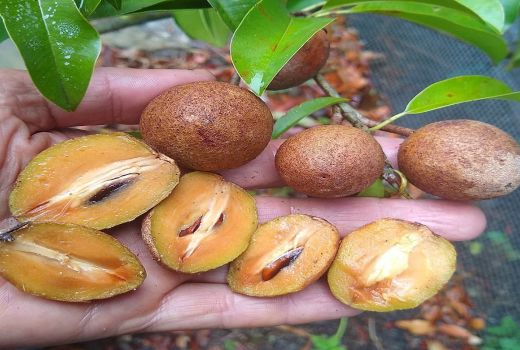 Bakteri Jahat di Pencernaan Tumbang Dilibas Keampuhan Buah Ini - GenPI.co BANTEN